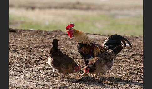 Haushuhn (Gallus gallus domesticus)