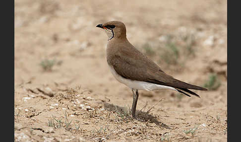 Schwarzflüglige Brachschwalbe (Glareola nordmanni)