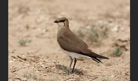 Schwarzflüglige Brachschwalbe (Glareola nordmanni)