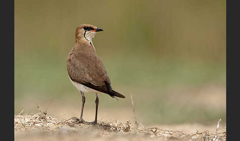 Schwarzflüglige Brachschwalbe (Glareola nordmanni)