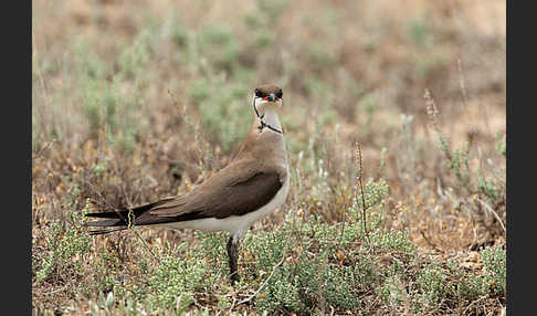 Schwarzflüglige Brachschwalbe (Glareola nordmanni)