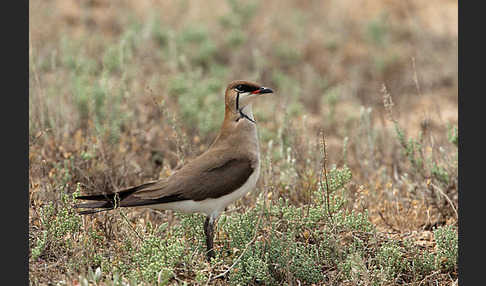 Schwarzflüglige Brachschwalbe (Glareola nordmanni)