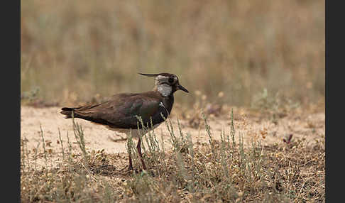 Kiebitz (Vanellus vanellus)