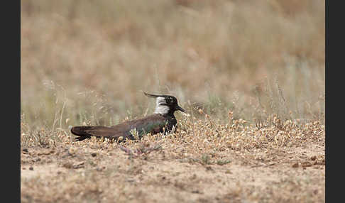 Kiebitz (Vanellus vanellus)