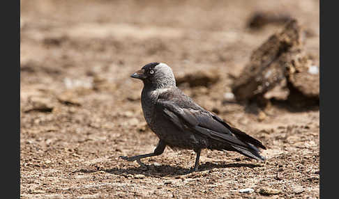 Dohle (Corvus monedula)