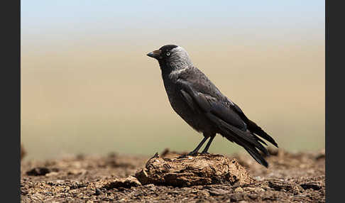 Dohle (Corvus monedula)