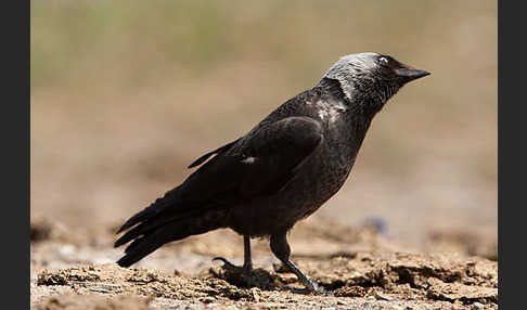 Dohle (Corvus monedula)