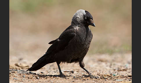 Dohle (Corvus monedula)