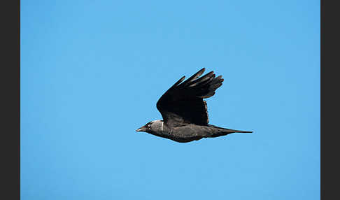 Dohle (Corvus monedula)