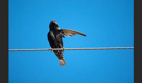 Star (Sturnus vulgaris)