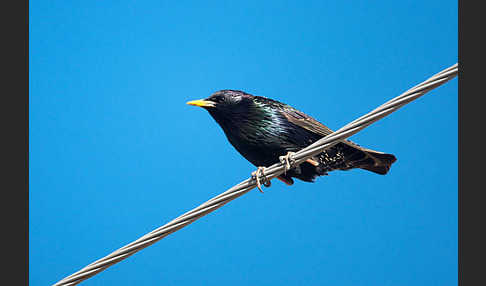 Star (Sturnus vulgaris)