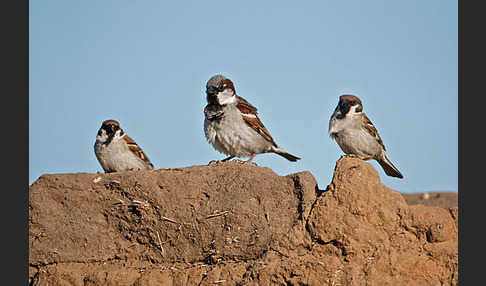 Haussperling (Passer domesticus)