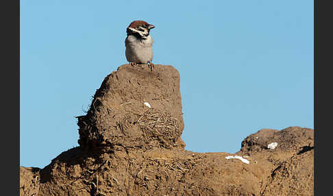 Feldsperling (Passer montanus)