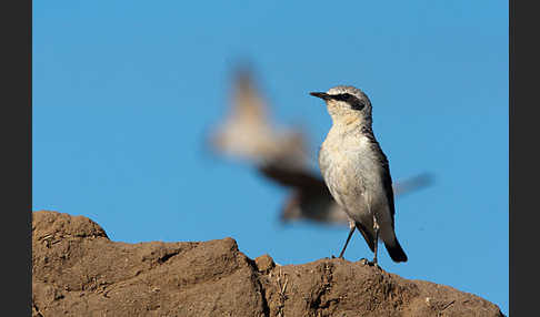 Steinschmätzer (Oenanthe oenanthe)