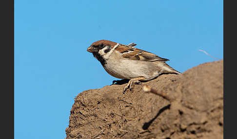 Feldsperling (Passer montanus)