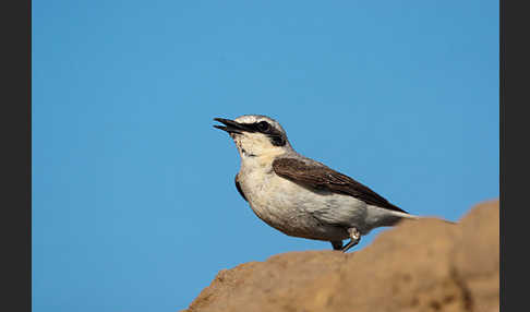 Steinschmätzer (Oenanthe oenanthe)