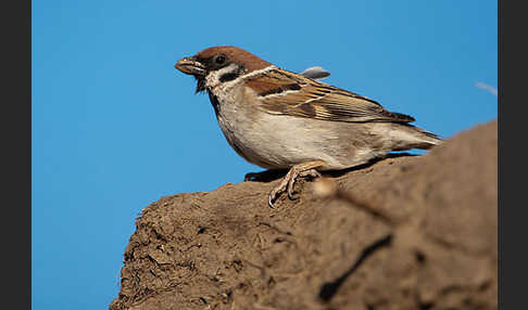 Feldsperling (Passer montanus)