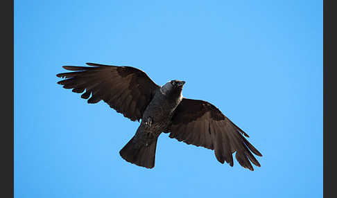 Dohle (Corvus monedula)