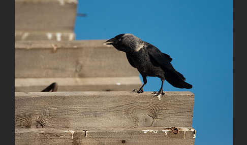 Dohle (Corvus monedula)