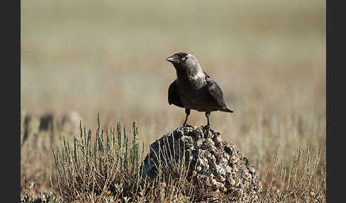 Dohle (Corvus monedula)