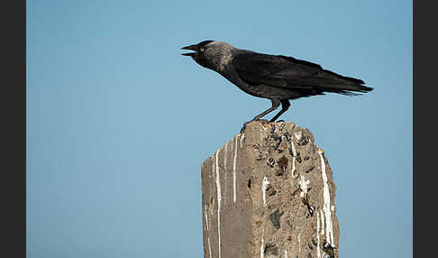 Dohle (Corvus monedula)