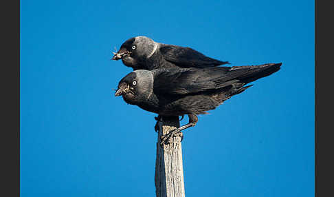 Dohle (Corvus monedula)