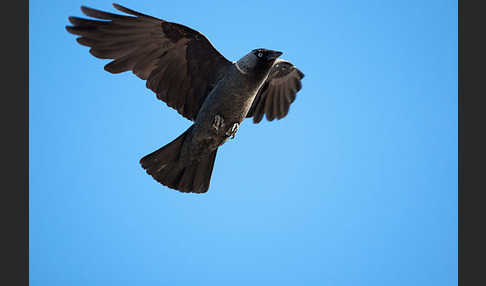 Dohle (Corvus monedula)