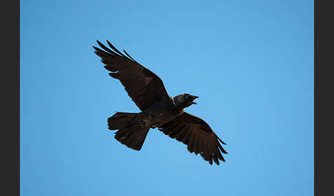 Dohle (Corvus monedula)