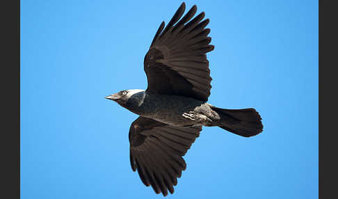 Dohle (Corvus monedula)