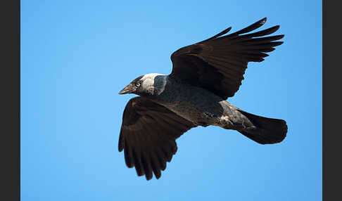 Dohle (Corvus monedula)