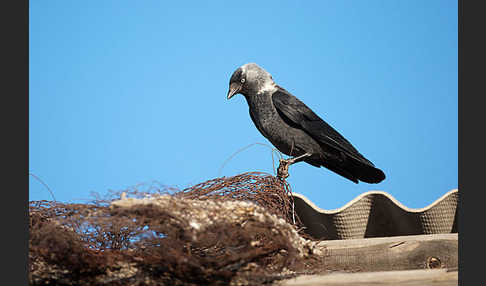 Dohle (Corvus monedula)