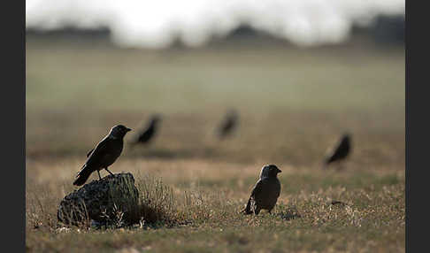 Dohle (Corvus monedula)