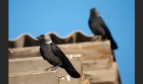 Dohle (Corvus monedula)