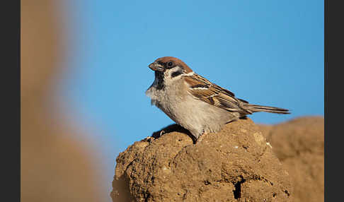 Feldsperling (Passer montanus)