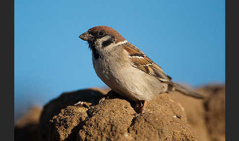 Feldsperling (Passer montanus)