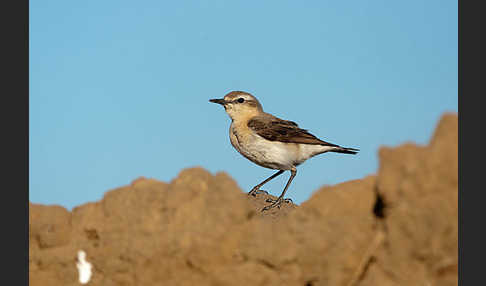 Steinschmätzer (Oenanthe oenanthe)