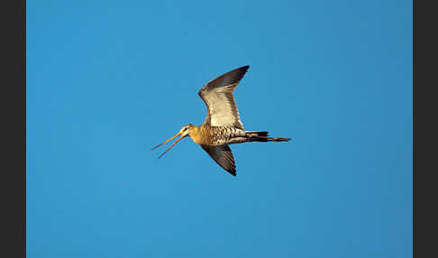 Uferschnepfe (Limosa limosa)