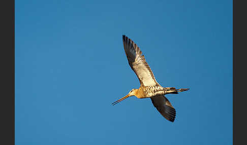 Uferschnepfe (Limosa limosa)