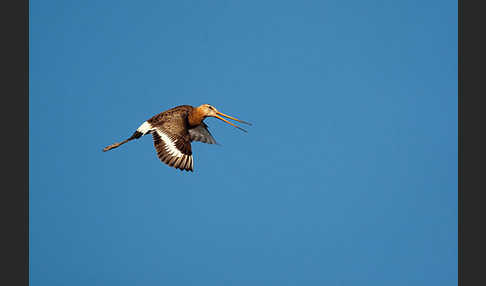 Uferschnepfe (Limosa limosa)