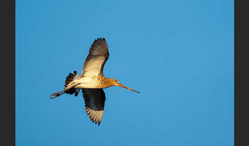 Uferschnepfe (Limosa limosa)