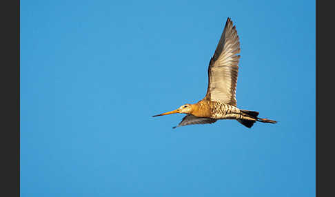 Uferschnepfe (Limosa limosa)