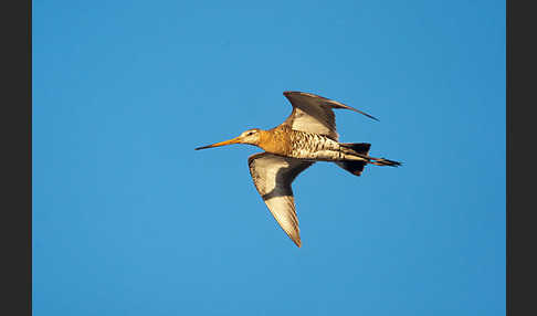 Uferschnepfe (Limosa limosa)