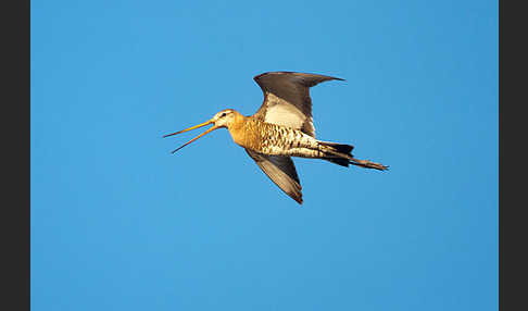 Uferschnepfe (Limosa limosa)