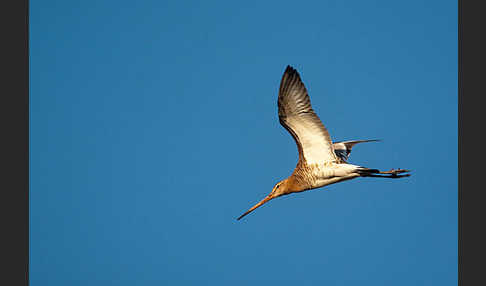 Uferschnepfe (Limosa limosa)