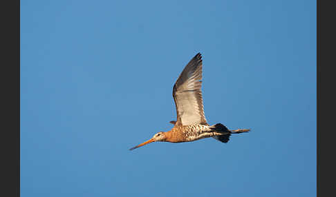 Uferschnepfe (Limosa limosa)