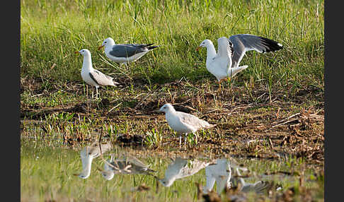 Tundramöwe (Larus heuglini)