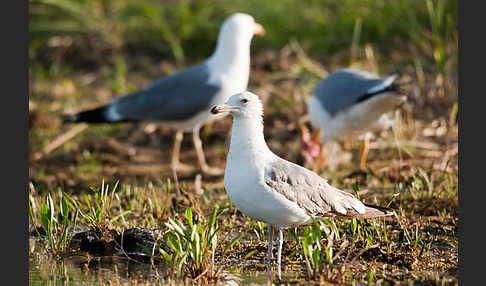 Tundramöwe (Larus heuglini)