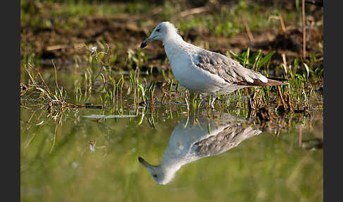 Tundramöwe (Larus heuglini)