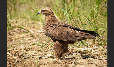 Steppenadler (Aquila nipalensis)