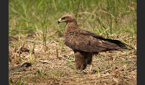 Steppenadler (Aquila nipalensis)